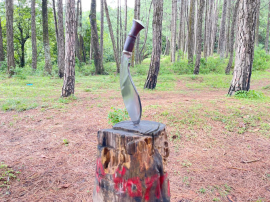 12.5 inch Flat belly Bhojpuri Khukuri , Historical Mirror polished kukri , Hand Forged Knife, Spring Leaf blade Ready to use kukri knife,