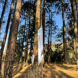 41" Hand-Forged Survival Machete | Full Tang Bushcraft Knife | Viking Style Woodcutting Blade | Custom Outdoor Tool | Ready to Use