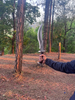 13 inch Hand forged Bowie knife | Highly Graded Carbon Steel Tactical knife | Bushcraft Knife | Balanced Water Tempered | Gift for him